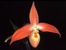 Phragmipedium dalessandroi