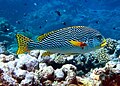 Plectorhinchus lineatus at North Horn, Osprey Reef, Coral Sea, 2006