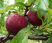 File:Plums.jpg