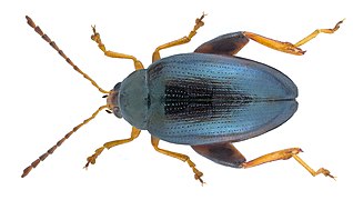 Psylliodes chrysocephalus