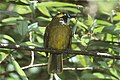 Yellow-eared bulbul