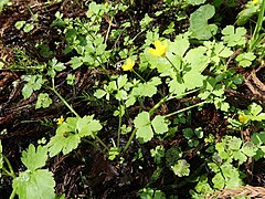 茎は水湿地を這い、根出葉と茎葉は3深裂から3全裂し、小葉は卵形になる。