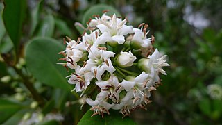 Black mangrove flower