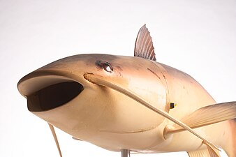 Robot Fish Charlie, vehículo submarino no tripulado en forma de pez