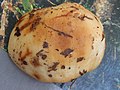 Russula foetens - cap