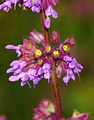 Salvia verticillata