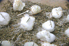 Description de l'image Sclerotium delphinii on cottonballs.jpg.