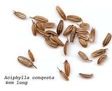 Seeds