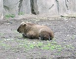 芝加哥林肯公園動物園（英語：Lincoln Park Zoo）裡面的羚牛寶寶