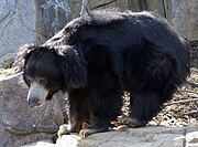 Black bear with gray face on rock