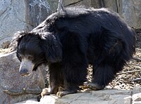 A Mu Bear at the National Zoo in Washington D.C.