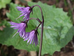 Soldanella carpatica