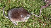 Brown shrew