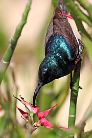 brown sunbird with glossy green face and paler underparts