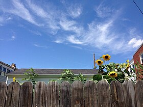 Sunflowers on Douglas St. NE in Edgewood