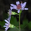 S. retroflexum, Macon County, North Carolina