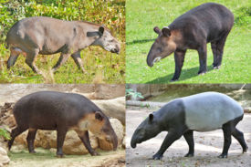 Современные тапировые. Слева направо: равнинный тапир (Tapirus terrestris), горный тапир (Tapirus pinchaque), центральноамериканский тапир (Tapirus bairdii), чепрачный тапир (Tapirus indicus).