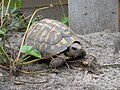 Tortue d'Hermann (Testudo hermanni, Testudines)