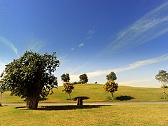 Trees in Aspire Park, with the hill as its background.