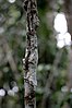 Mossy leaf-tail gecko, camoflaged on a branch