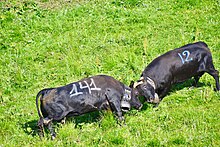 deux vaches noires combattent front contre front. Elles portent toute les deux un cloche autour du cou.