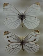 杜鵑粉蝶 Pieris dulcinea