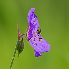 Ängsnäva, Geranium pratense, har böjt blomskaft.