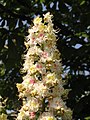 Inflorescence du marronnier d'Inde