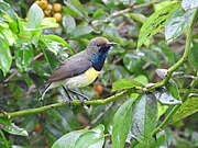 brownish sunbird with glossy bluish-black throat, white underparts, and yellow band across the belly