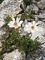 Anemone baldensis fading