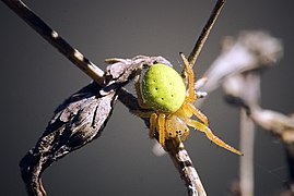 Araniella inconspicua