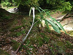 山地の渓流沿いの急斜面などに生育する。背景は愛媛県面河渓（５月中旬）。