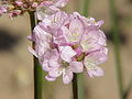 Armeria rhodopaea