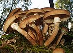 Armillaria