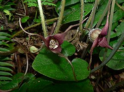 Lännentaponlehti (Asarum caudatum)