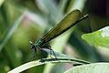 Female with no pseudostigmata