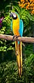 Blue-and-yellow macaw