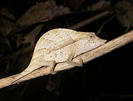 Brookesia nasus