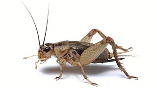 Acheta domesticus - vue de profil.