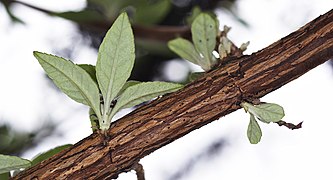 Détail d'une branche.