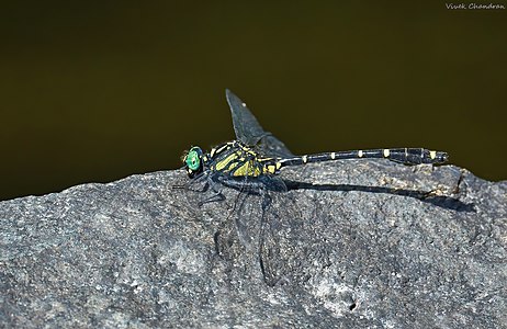 male