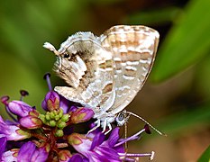 Cacyreus marshalli