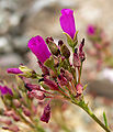 Calandrinia umbellata