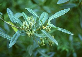 Caldcluvia paniculata, Chile