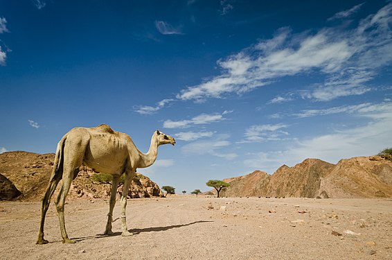 Camel in the Egyptian desert قالب:Photo