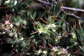 Loeflingia ramosissima Weinm.