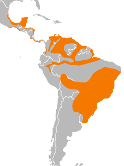 Distribución de C. burrovianus