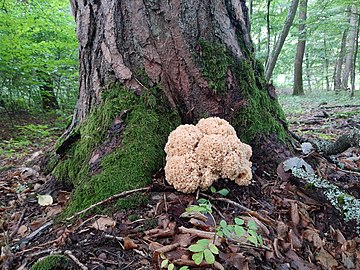 Sparassis crispa growing at the base of a fir tree near Ehrenbach, Germany