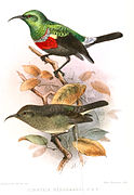illustration of two sunbirds