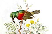 illustration of sunbird with green upperparts, red chest, and brown wings, and yellowish underparts